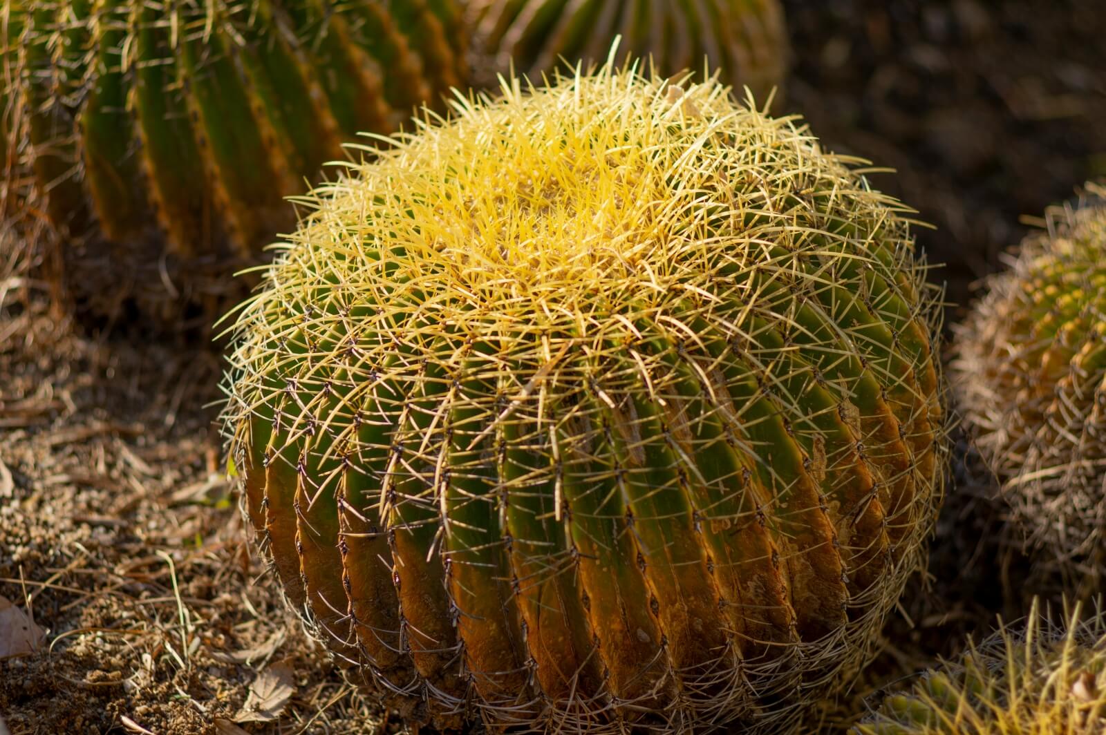 Bolcactus, illustratie bij angst en vermijdingsgedrag aanpakken