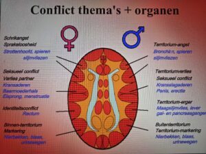 Bovenaanzicht neo cortex met links de 4 vrouwelijke en rechts de mannelijke conflictthema's en de inwerking op de organen